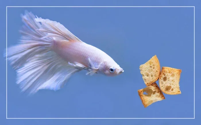 Can Betta Fish Eat Bread Crumbs