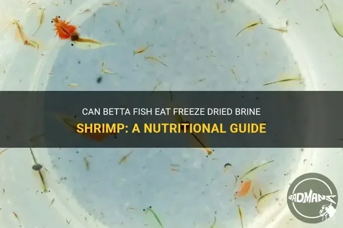 Do Betta Fish Eat Sea Monkeys