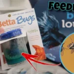 What Bugs Do Betta Fish Eat