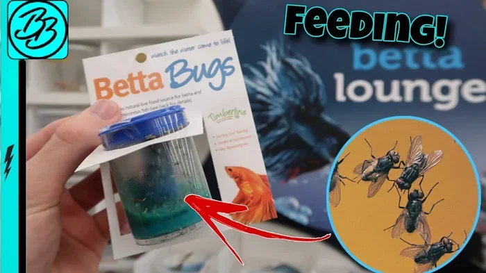 What Bugs Do Betta Fish Eat