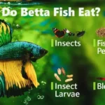Can Betta Fish Eat Chicken