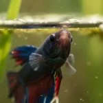 Can Betta Fish Eat Crickets