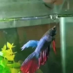 Can Betta Fish Eat Earthworms