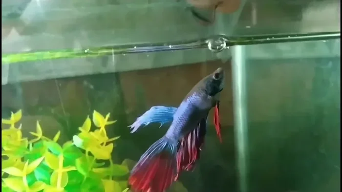 Can Betta Fish Eat Earthworms