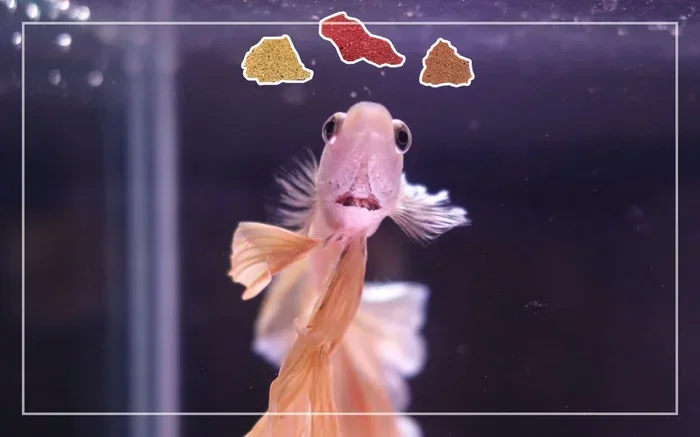 How Much Do Betta Fish Eat Flakes