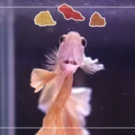 Can Betta Fish Eat Aqueon Tropical Flakes