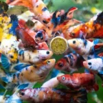 What All Can You Feed Betta Fish