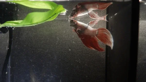 What Can I Feed My Male Betta Fish