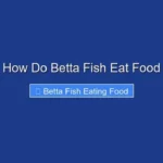 How Do Betta Fish Eat Food