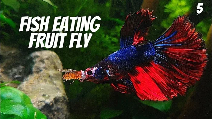 How Many Calories Do Betta Fish Need