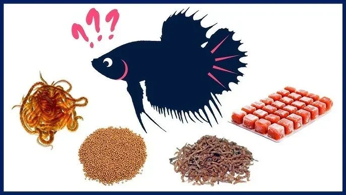 What Can Betta Fish Eat of Human Food Safely