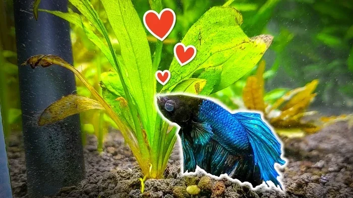 Do Betta Fish Eat Live Plants