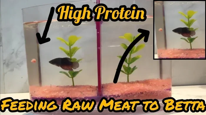 What Can Betta Fish Eat Cooked Meat