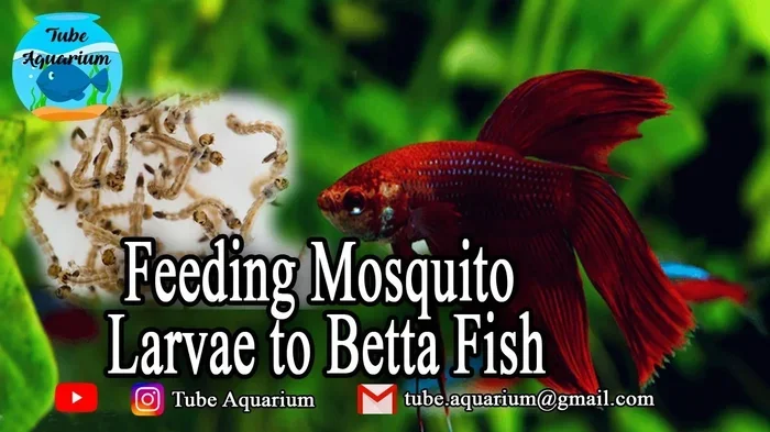 Do Betta Fish Eat Mosquito