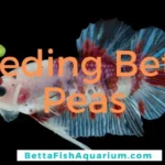 How to Make Peas for Betta Fish
