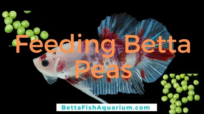 How to Make Peas for Betta Fish