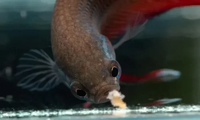 How Many Times to Feed a Betta Fish for Best Health