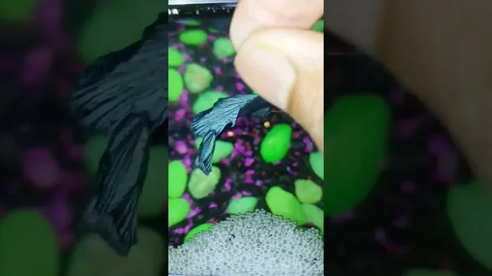 How Many Mini Pellets for Betta Fish