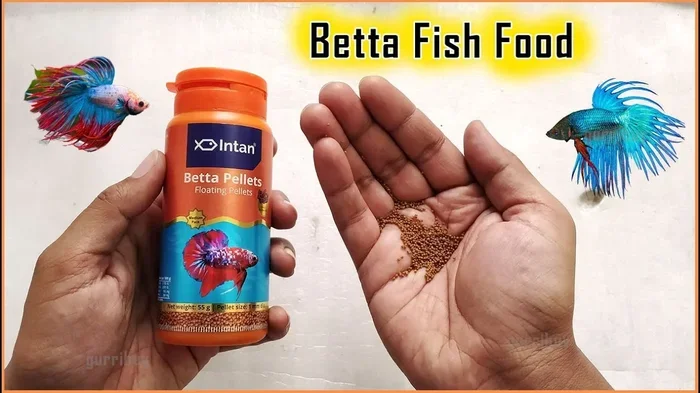 How Many New Pellets to Feed a Betta Fish