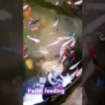 How Many Pellets a Day for a Betta Fish
