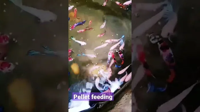 How Many Pellets a Day for a Betta Fish
