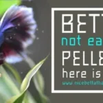 How Many Pellets Can I Give My Betta Fish