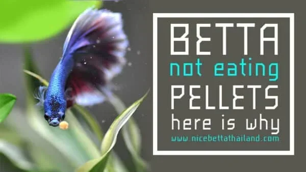 How Many Pellets Can I Give My Betta Fish