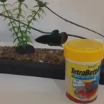 How Many Pellets Do I Feed a Betta Fish
