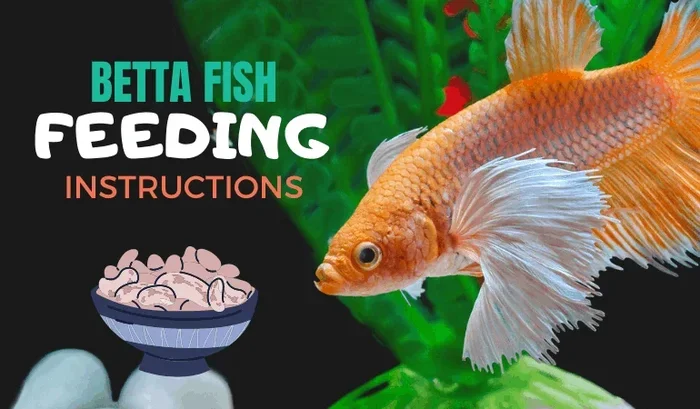 How Many Days Can A Betta Fish Go Without Eating Safely