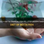 How Many Pellets Do You Feed a Male Betta Fish