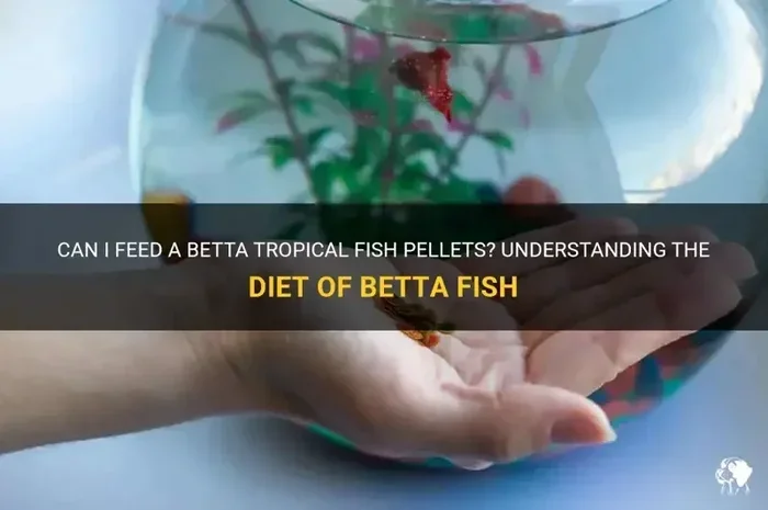 How Many Pellets Do You Feed a Male Betta Fish