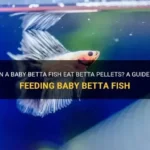 How Many Pellets Do You Feed Betta Fish