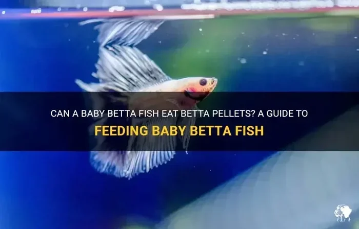 How Many Pellets Do You Feed Betta Fish