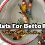 How Many Pellets Do You Feed Your Betta Fish