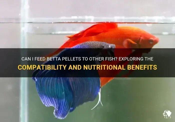 How Many Pellets Should I Feed My Betta Fish Everyday