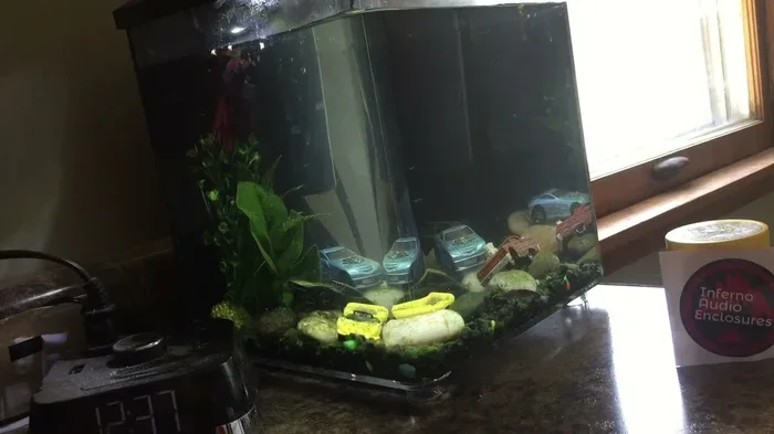 How Many Pellets Should I Give My Betta Fish