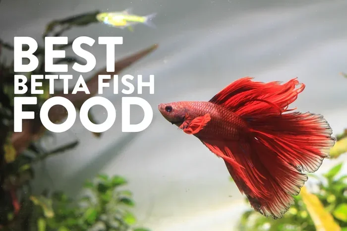 How Many Pellets Should My Betta Fish Eat a Day