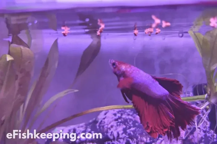 How Many Pellets Should You Feed Your Betta Fish