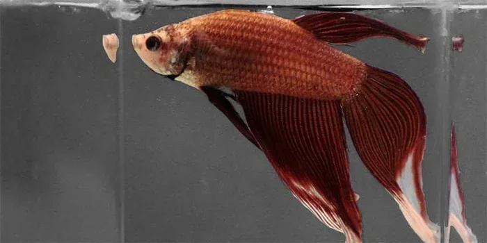 How Many Times Betta Fish Eats