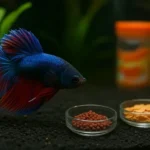 What Can a Betta Fish Eat