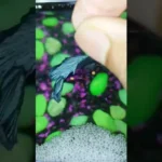 Why Do Betta Fish Spit Out Food
