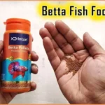 Why Do Betta Fish Spit Out Their Food