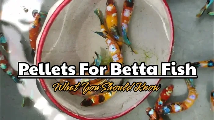 Can Betta Fish Eat Micro Pellets