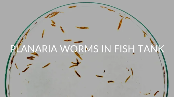 Do Betta Fish Eat Planaria