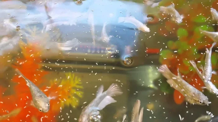 How Many Springtails to Feed a Betta Fish