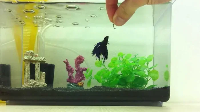Do Betta Fish Eat Worms