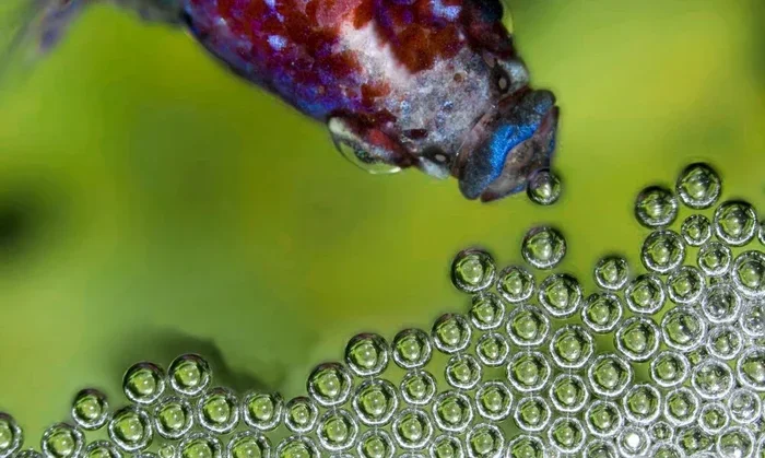 How to Tell If Betta Fish Laid Eggs