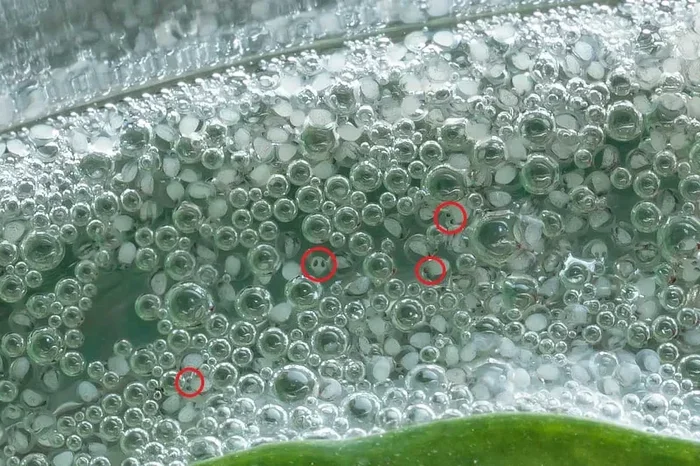 How Many Eggs Do Betta Fish Lay at a Time