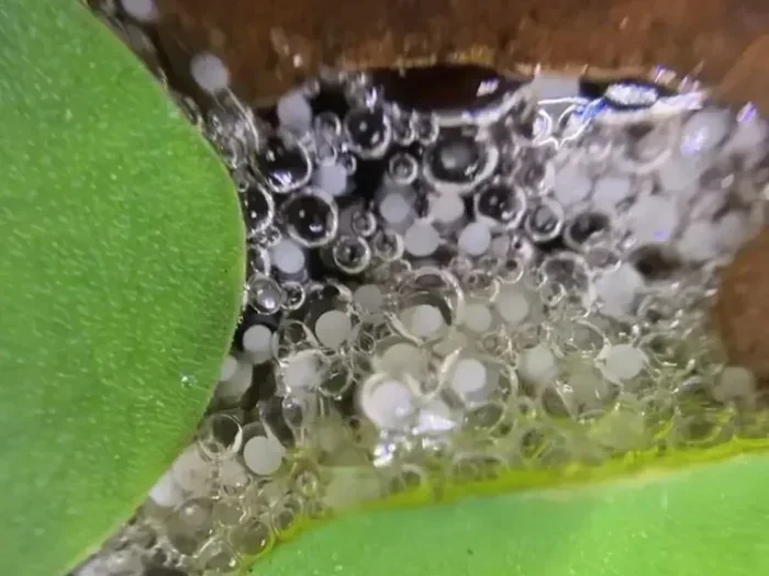 How Many Eggs Lay Betta Fish