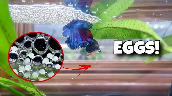 How Many Eggs to Betta Fish Lay